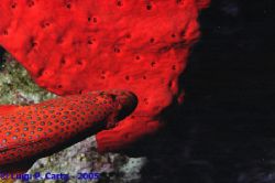 Le rouge et le noir. Marsa Alam, Egypt. Canon eos 1n + 10... by Luigi Carta 